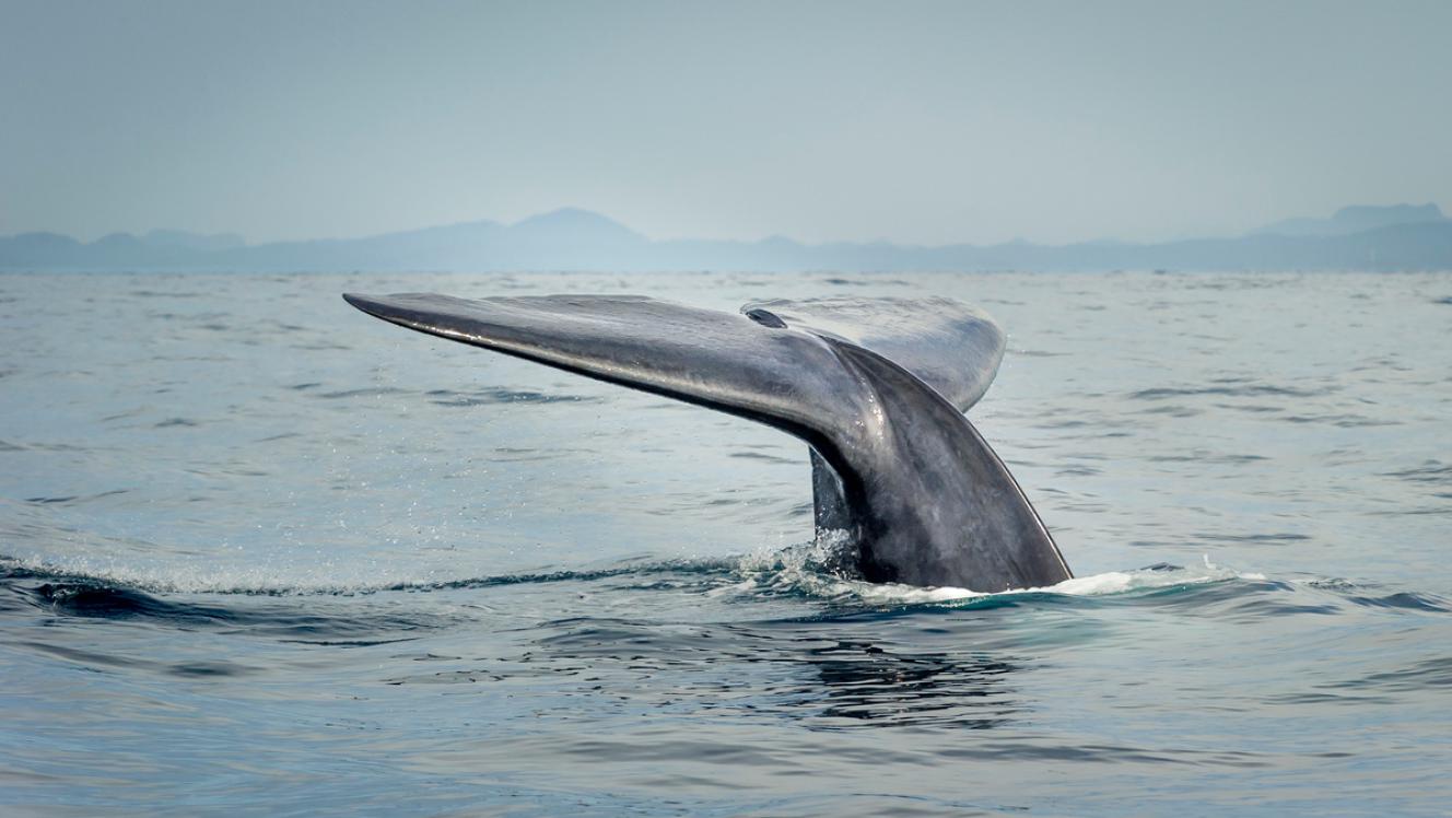 From Culture to Code: A-LAW and marianthi baklava Empower Ocean Governance
