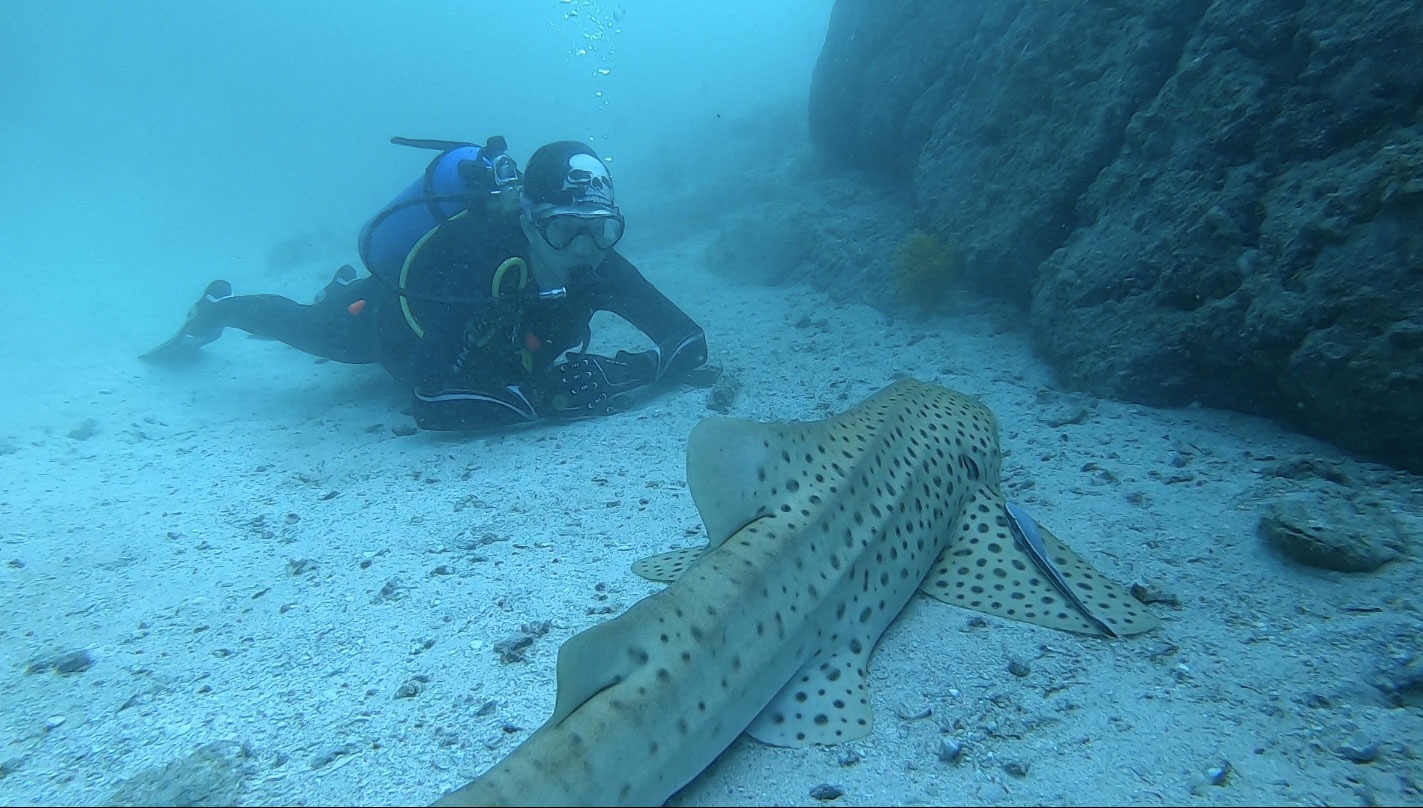 Marine Life Encounters with Scuba Diving Northern Ireland