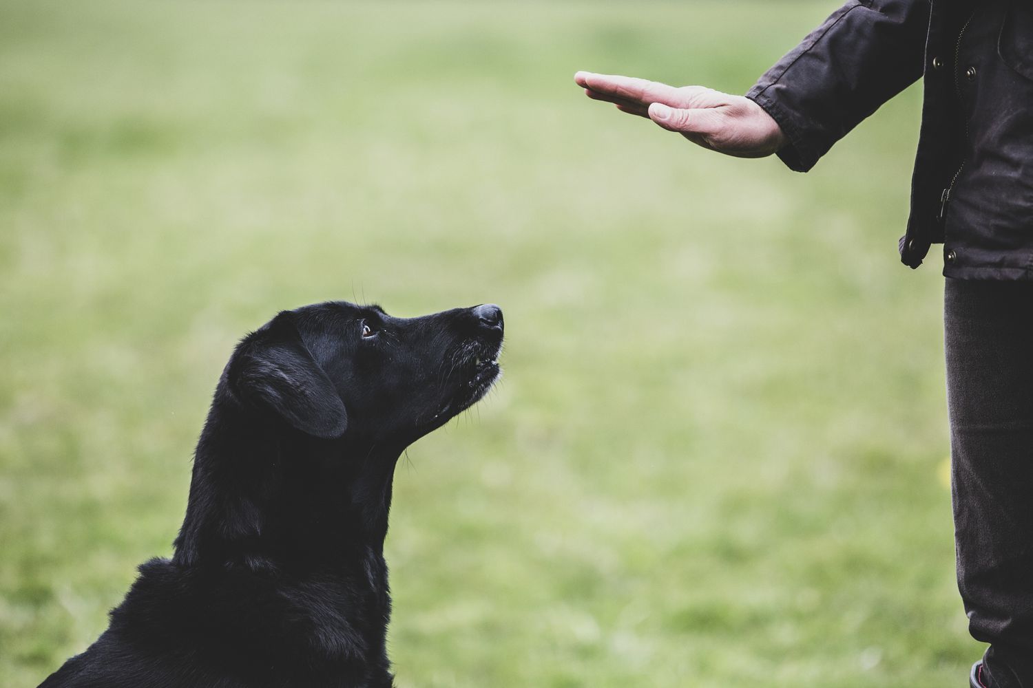 Puppy Training K9: Building a Strong Foundation for Lifelong Behavior
