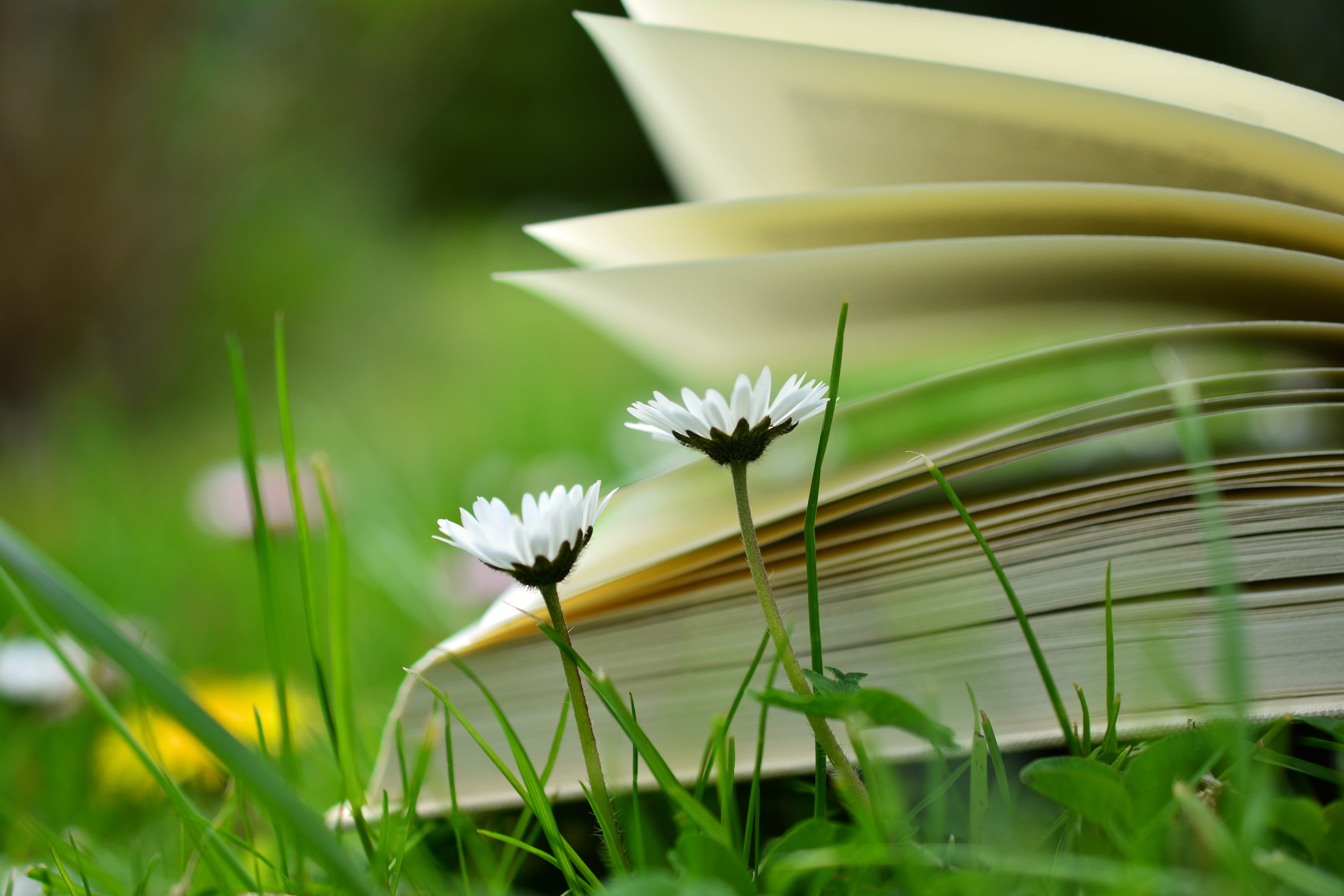 Faith and Love Themes Link C.S. Duncan Books with the top 100 classic books