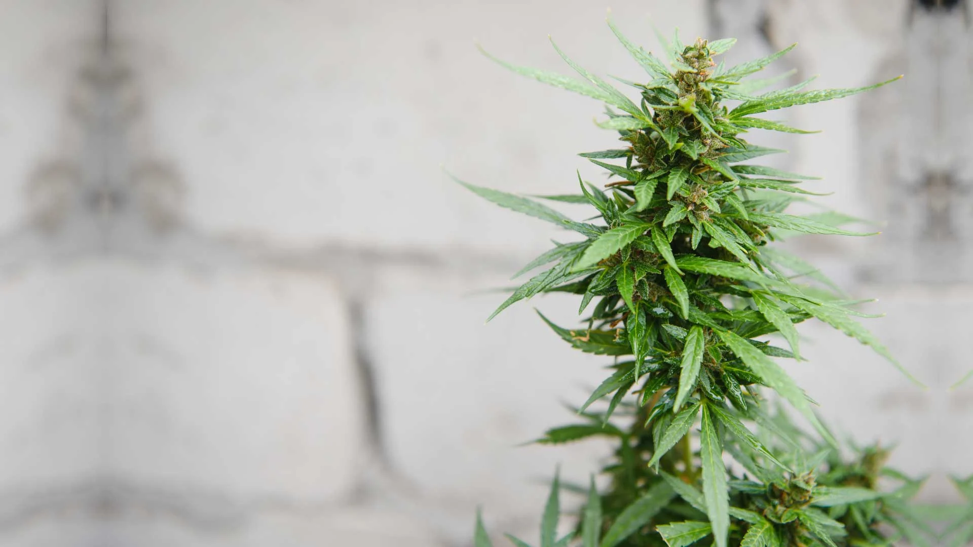 Cannabis club hamburg – Regional, legal &amp; verantwortungsvoll