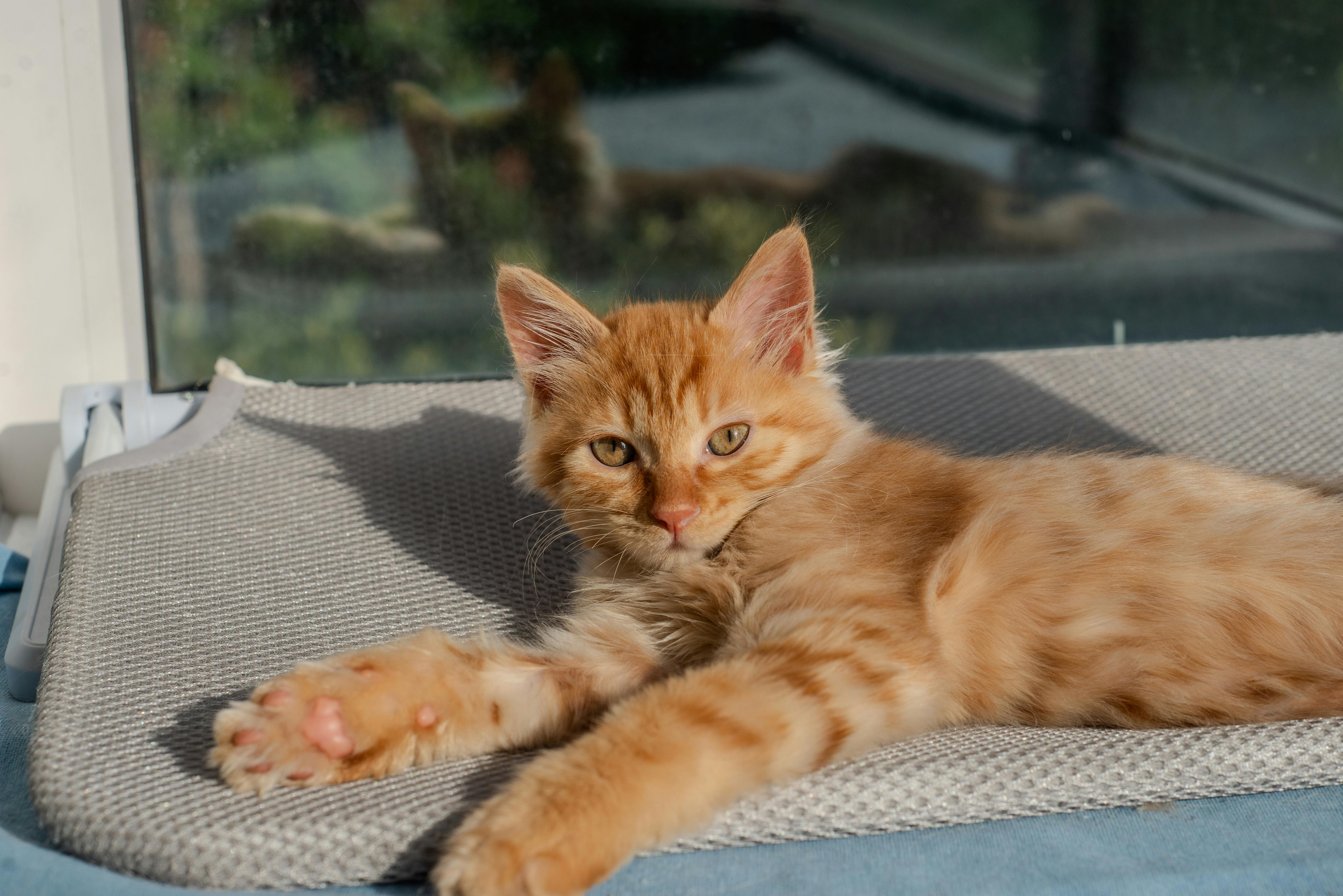 Maine Coon Kittens for Sale Sacramento – Trusted Local Breeder