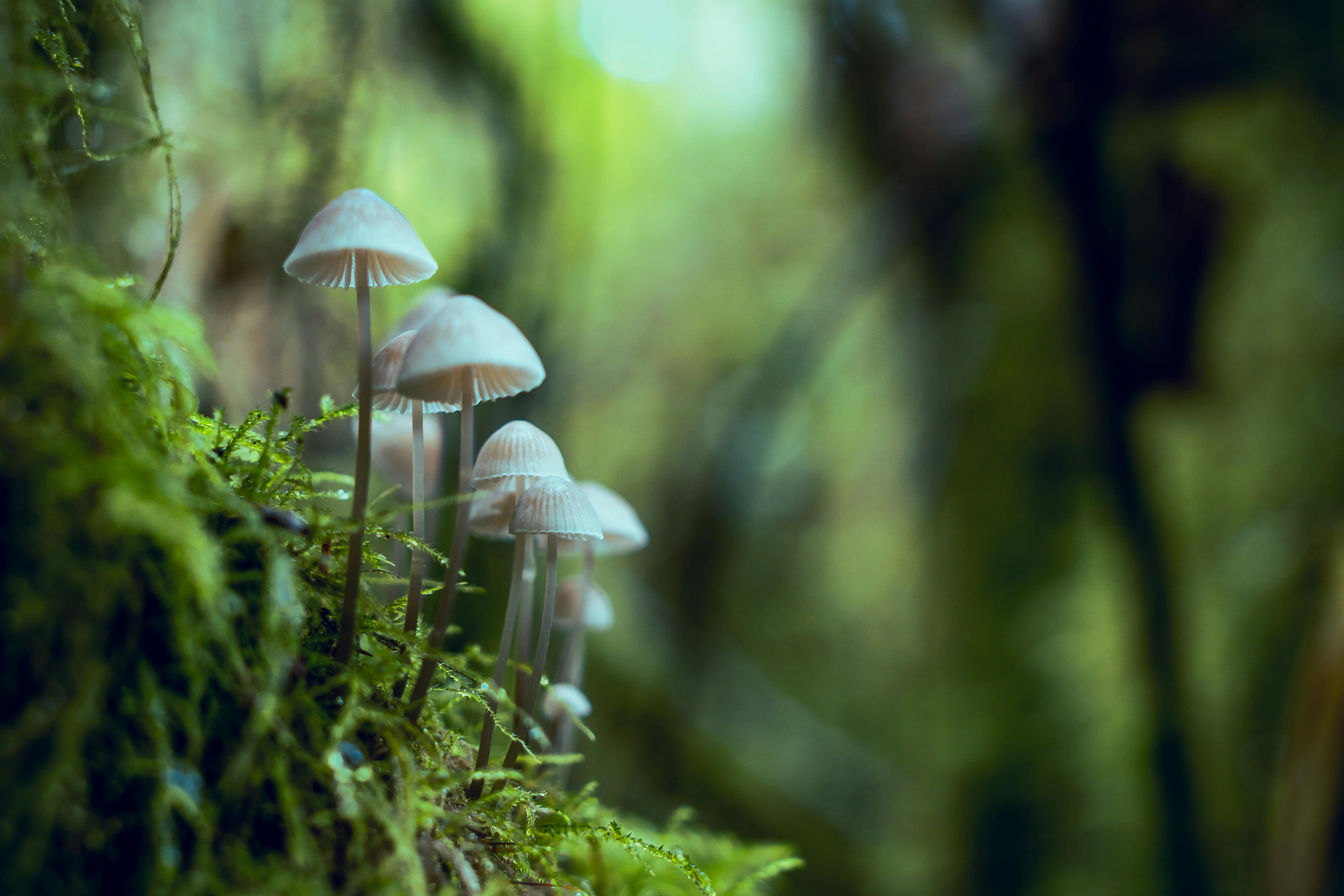 MUSHROOMS AND MODERN FOOD INNOVATION