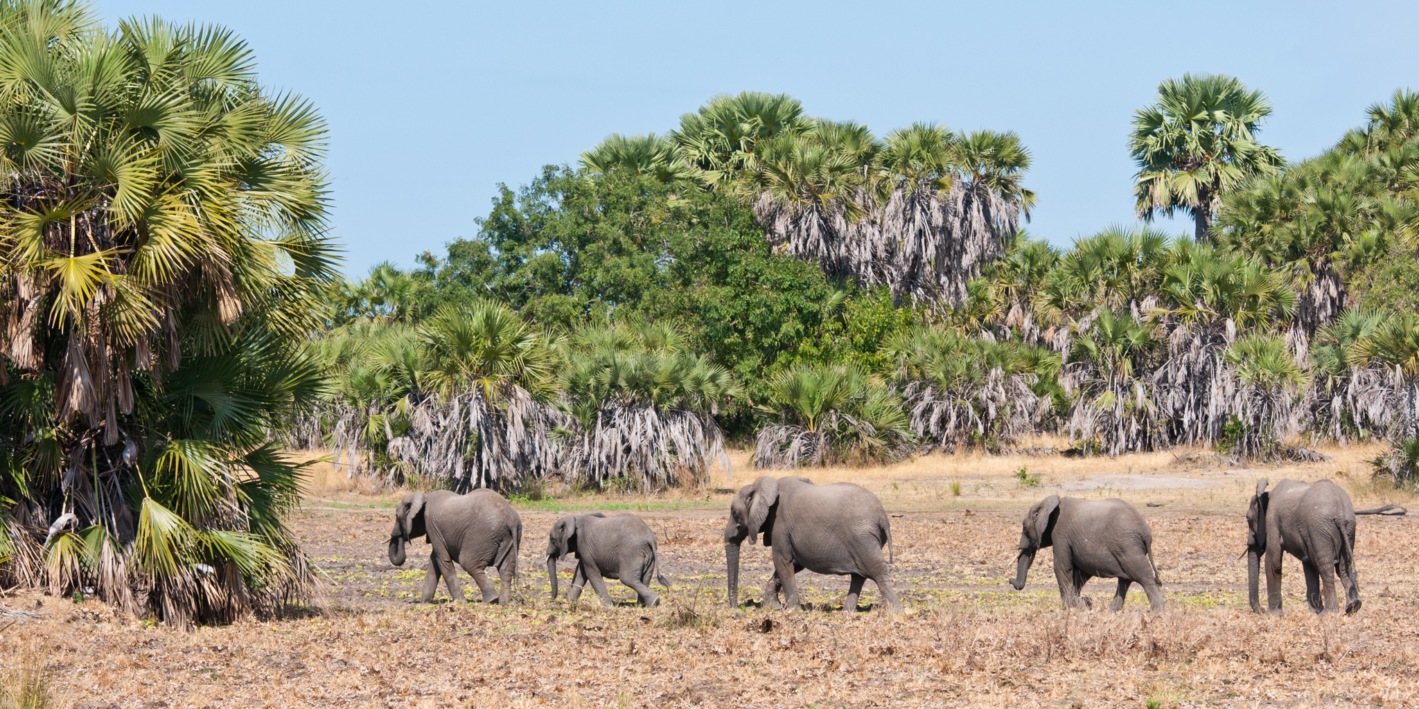 Mikumi National Park Tanzania Safari: Affordable Luxury in the Wild