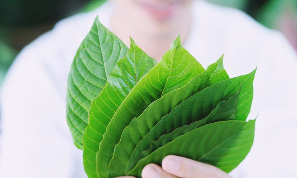 Kratom Chiang Mai: Benefits, Strains, and Tips