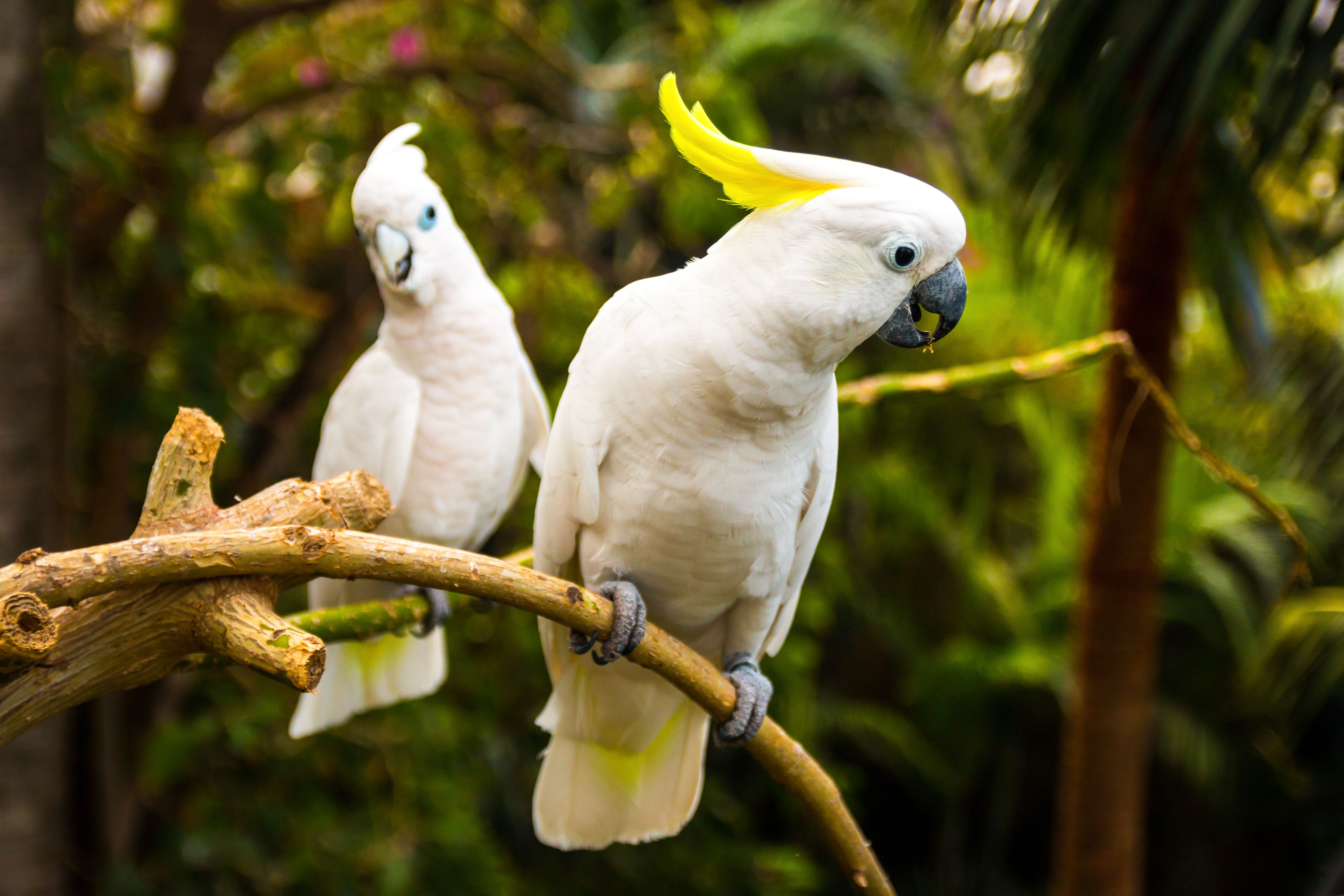 Parrots for Sale – Worldwide Pet Delivery Amazing Birds Farm