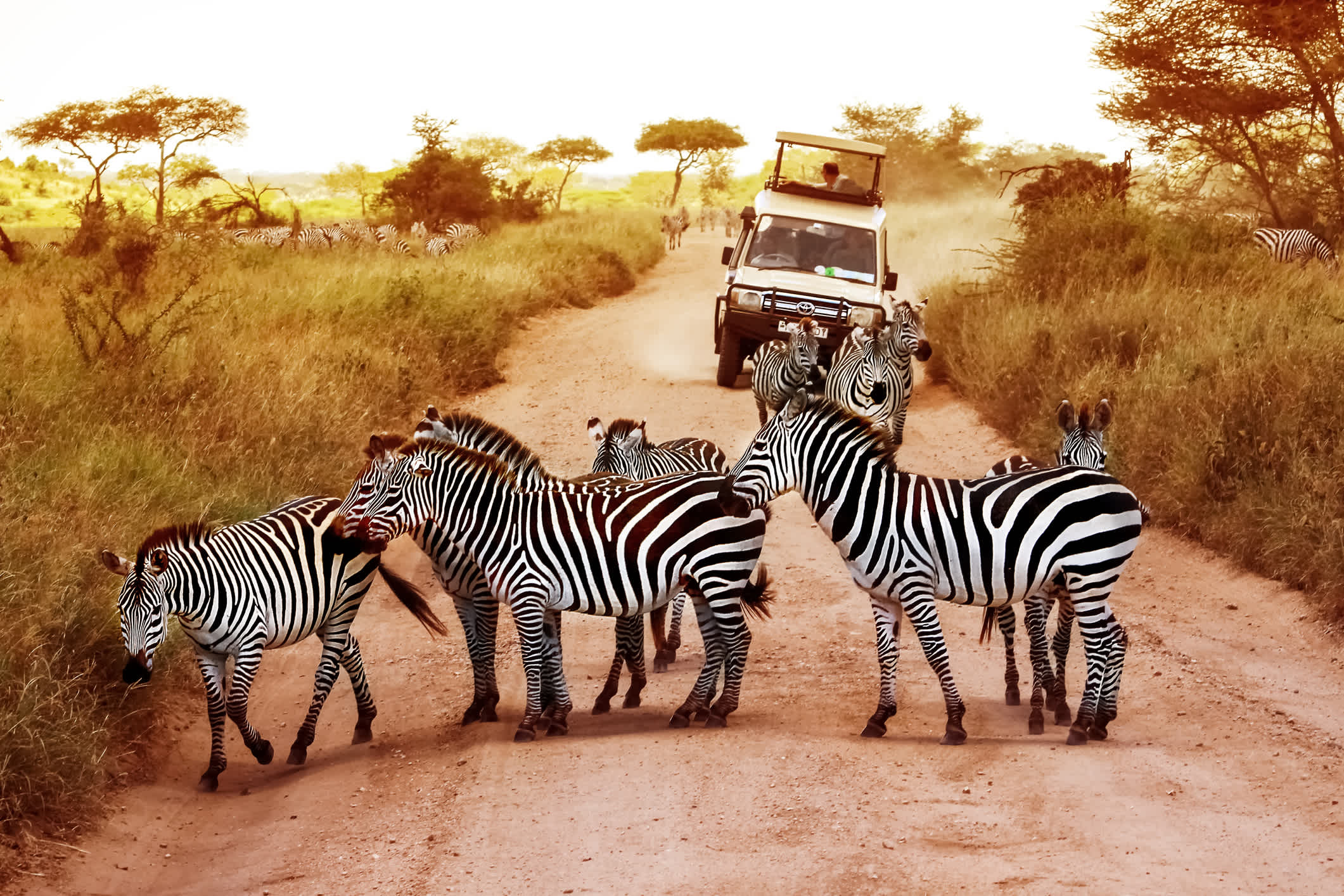 Experience the Great Migration on a Tanzania Safari