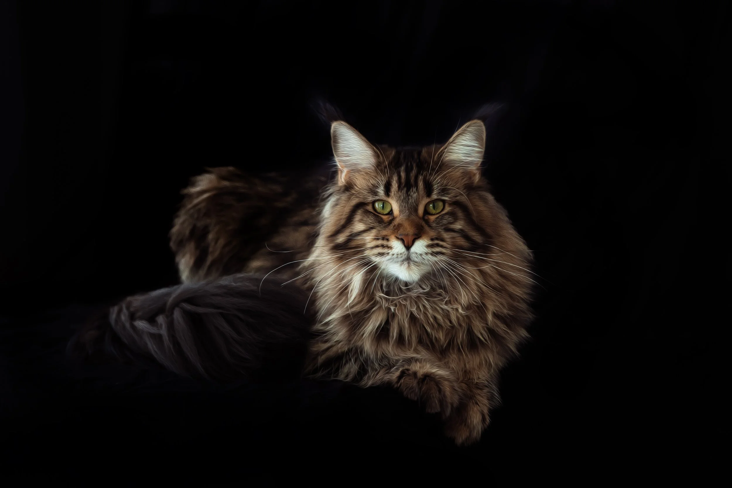 Trusted Maine Coon Breeder Northern California | Amore Cattery