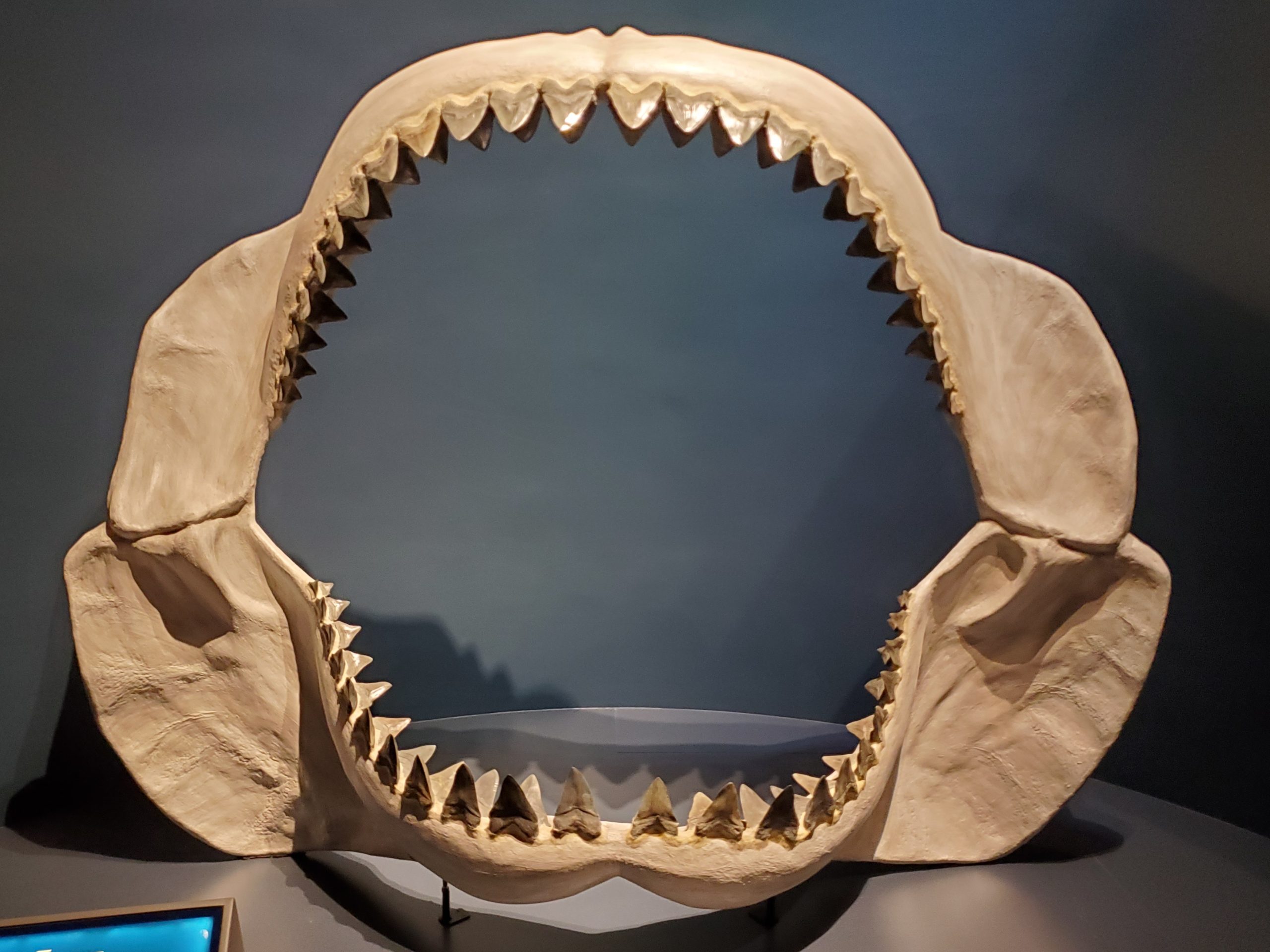 MEGALODON TOOTH BUYING GUIDE: SIZE, AGE, AND AUTHENTICITY TIPS