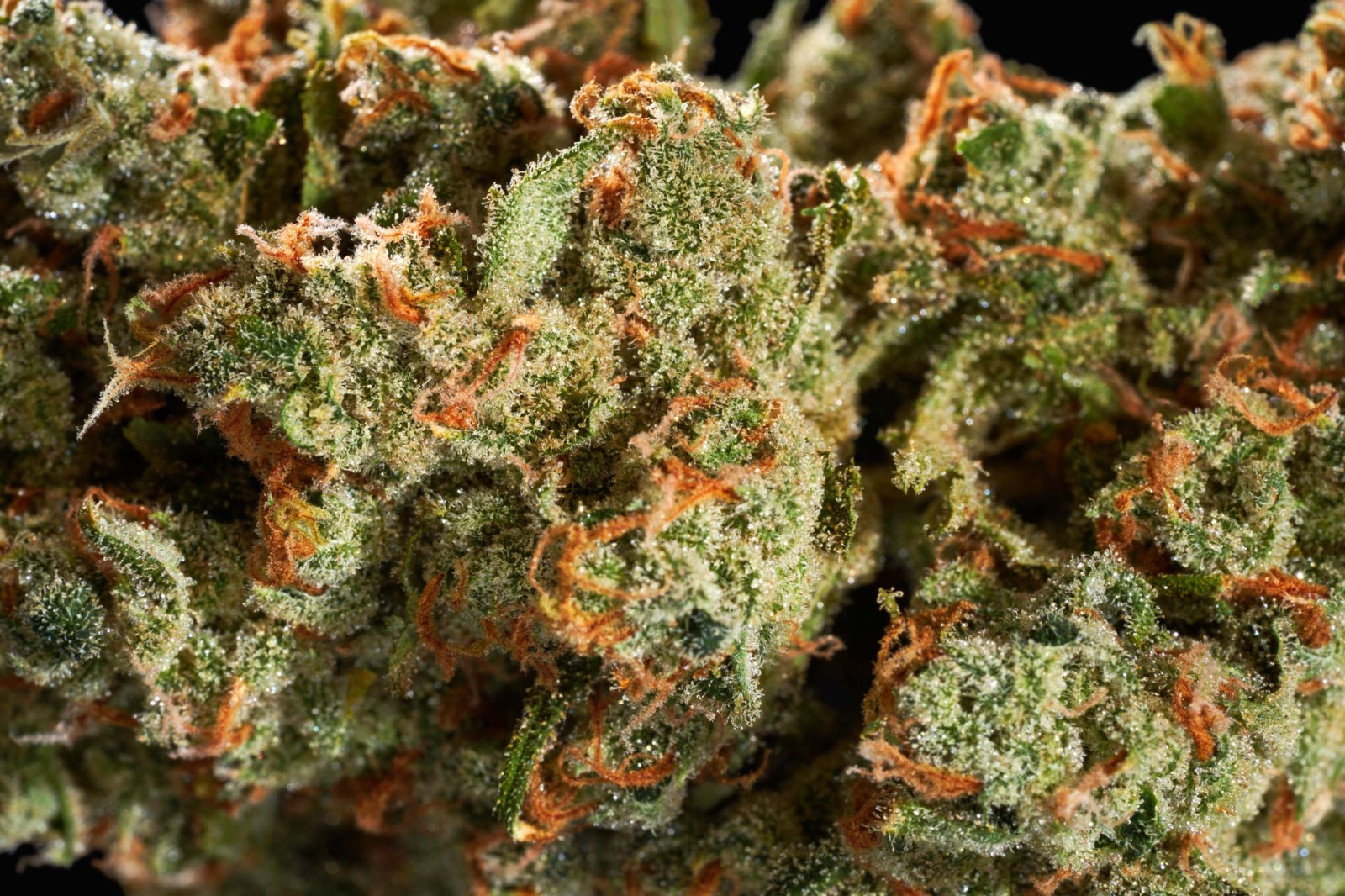 Albino Penis Envy Potency at Bud Cargo – Strong, Reliable Mushroom Selection